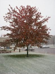 Autumn Snow Tree Picture